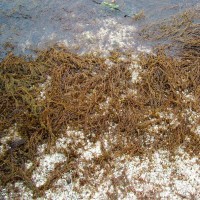 Wireweed